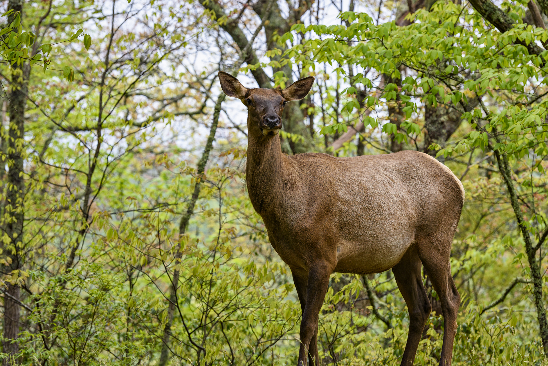 Browsing through Morning