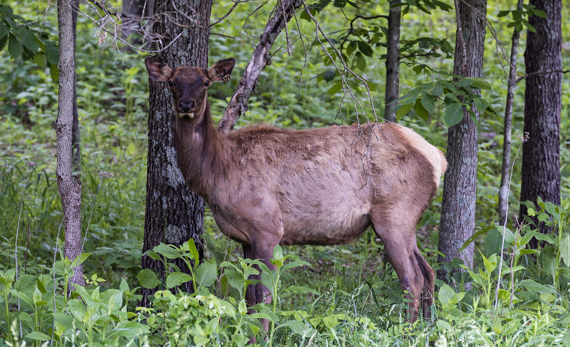 Browsing through Morning II