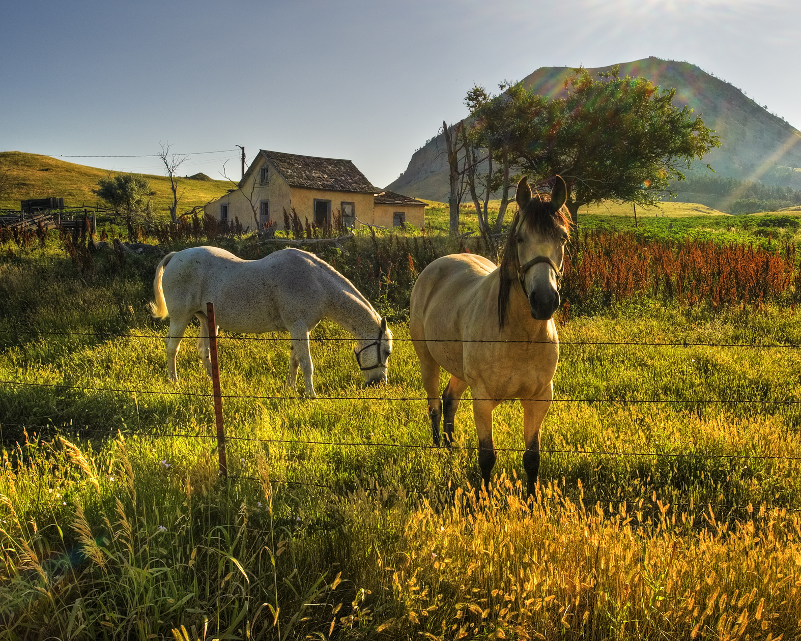 Buffalo Used to Roam