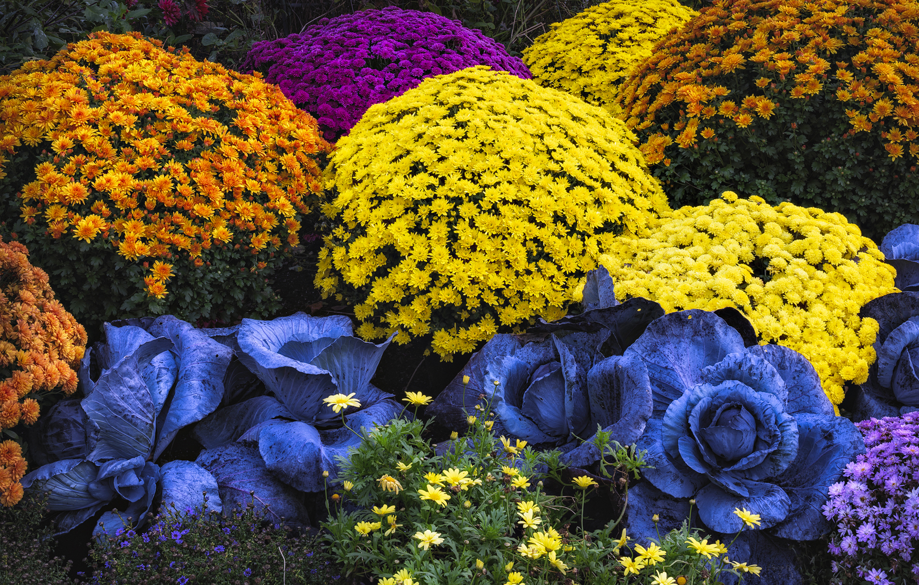 Cabbage Patch Kids II