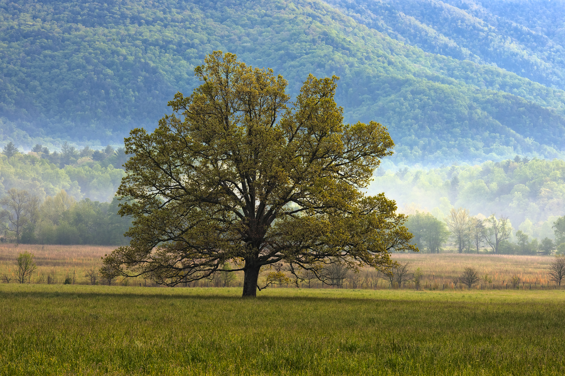 Cades Cove Morning