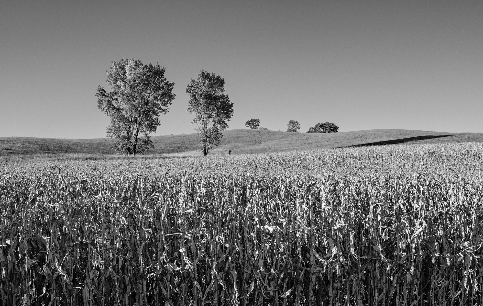 Cedar County Afternoon