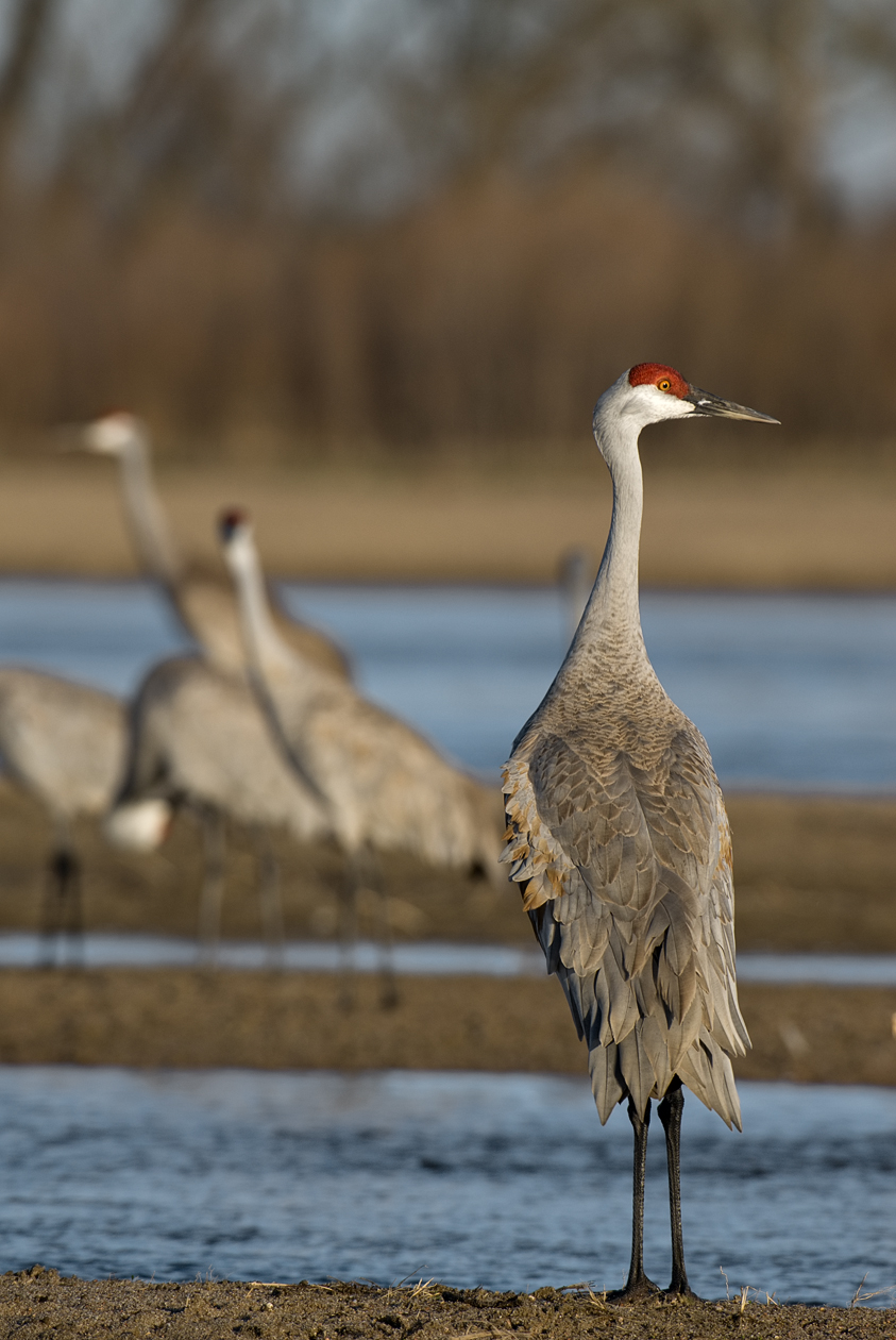 Checking Out the Competition