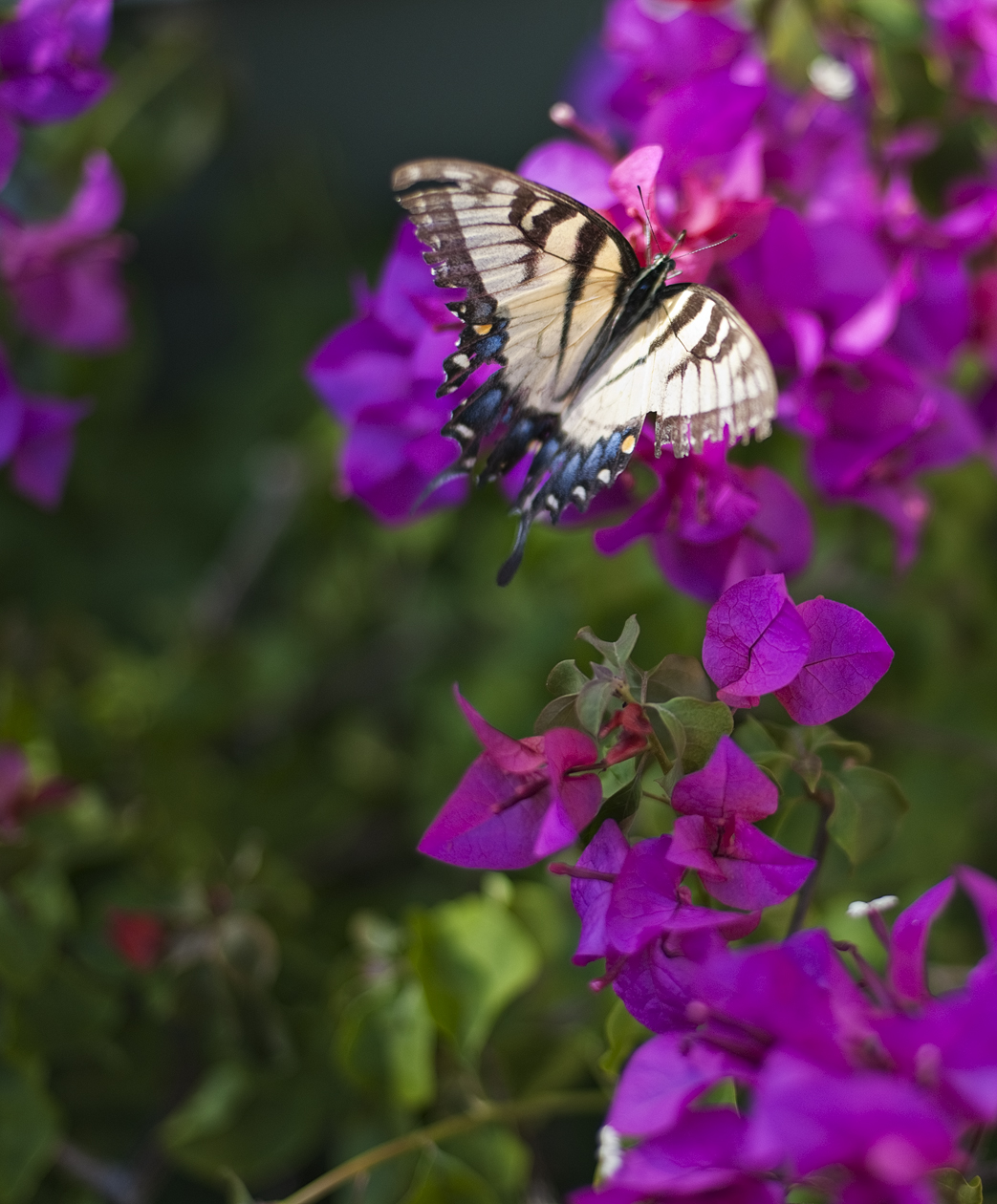 Checking Out the Local Color