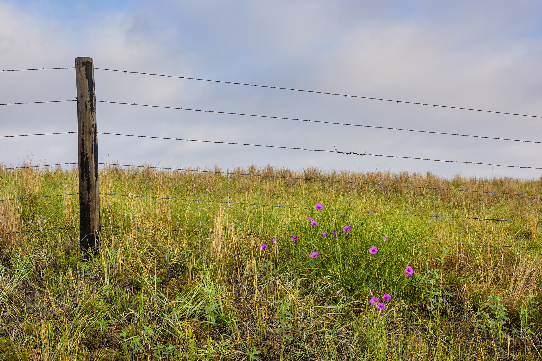 Cherry County Morning
