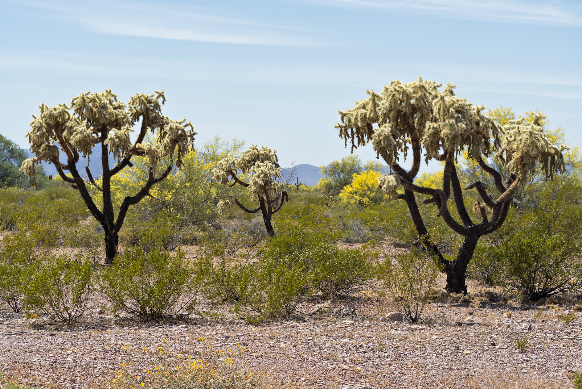 Cholla Morning