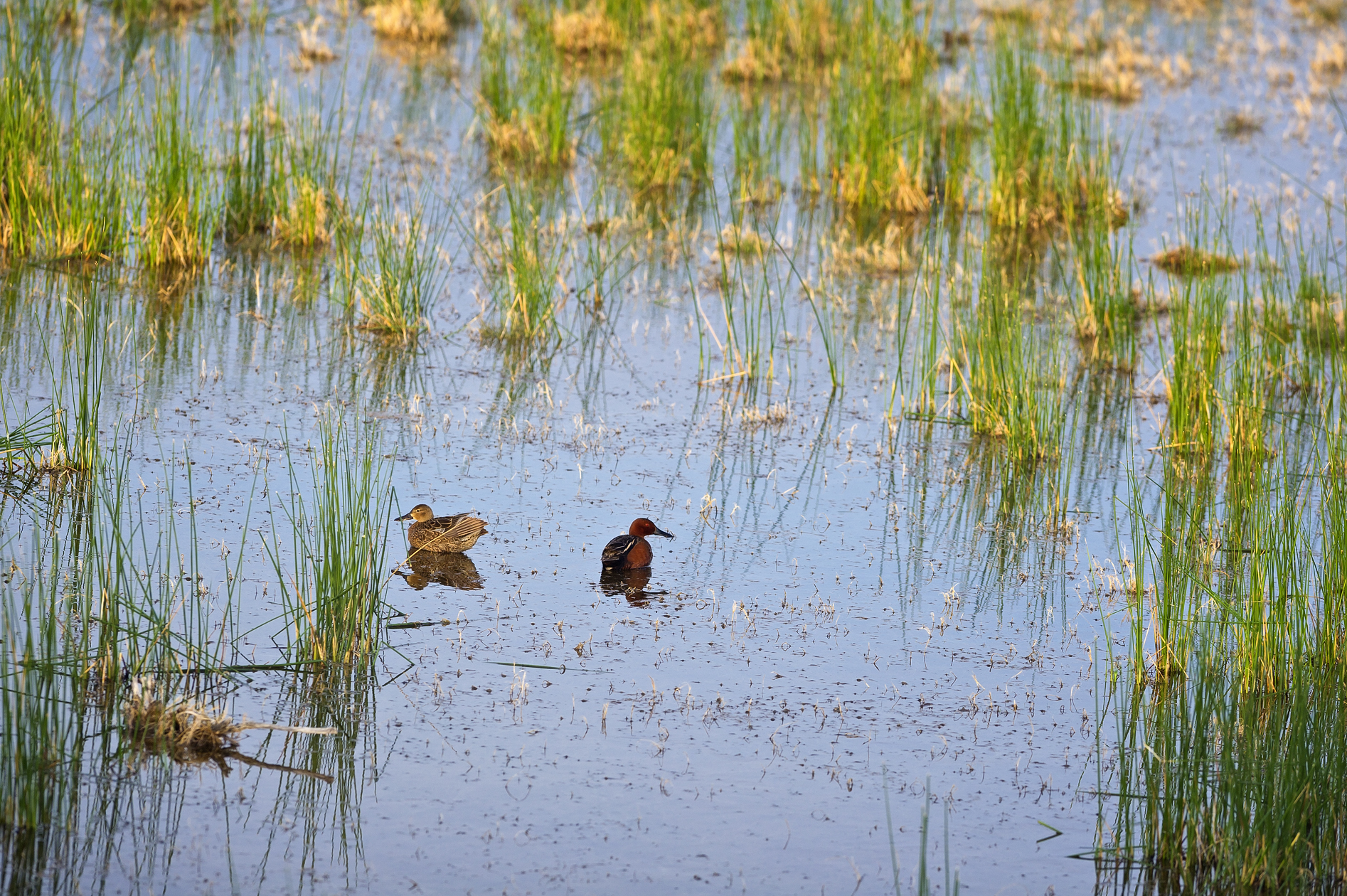Cinnamon Teal