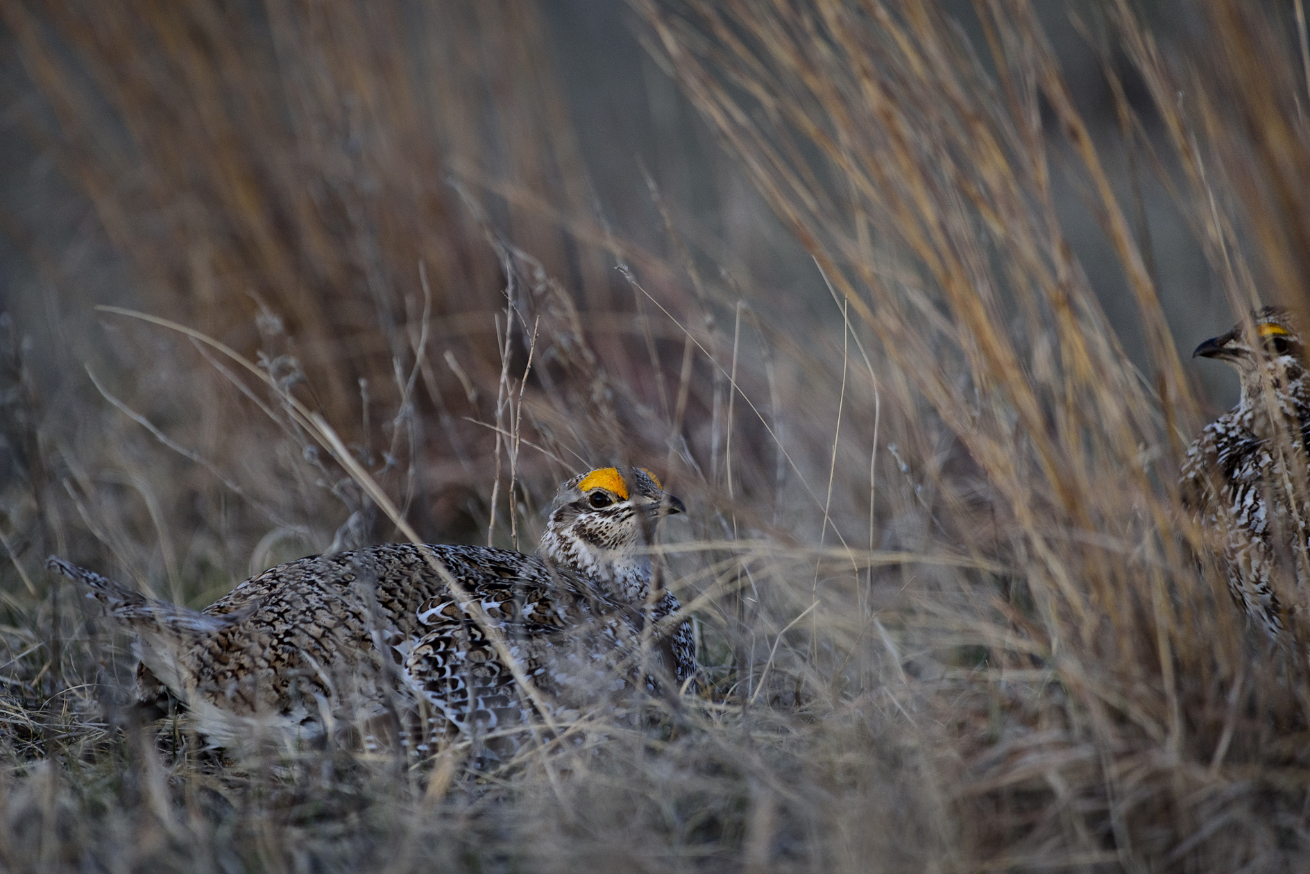 Clandestine Meeting II