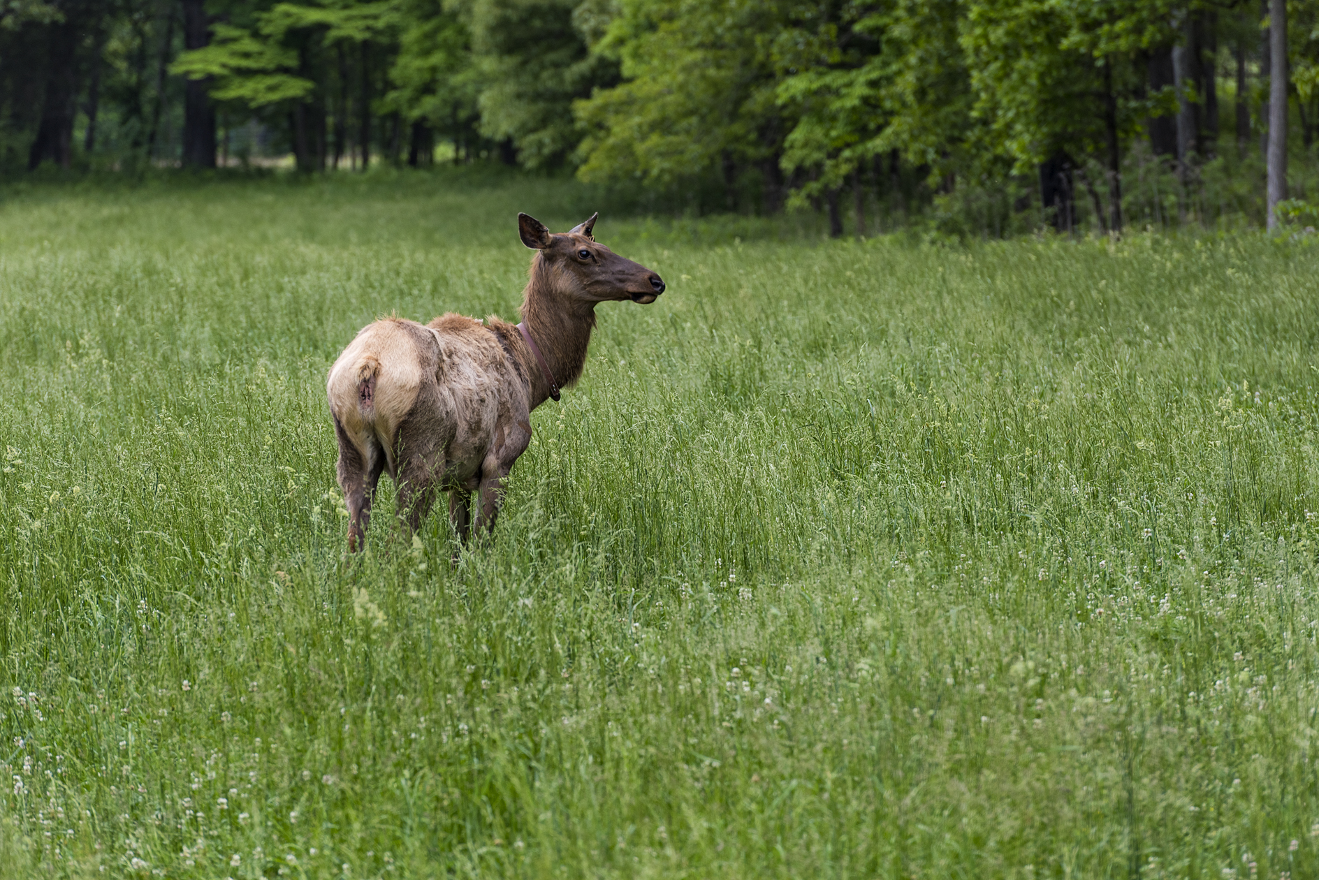 Collaring the Innocent