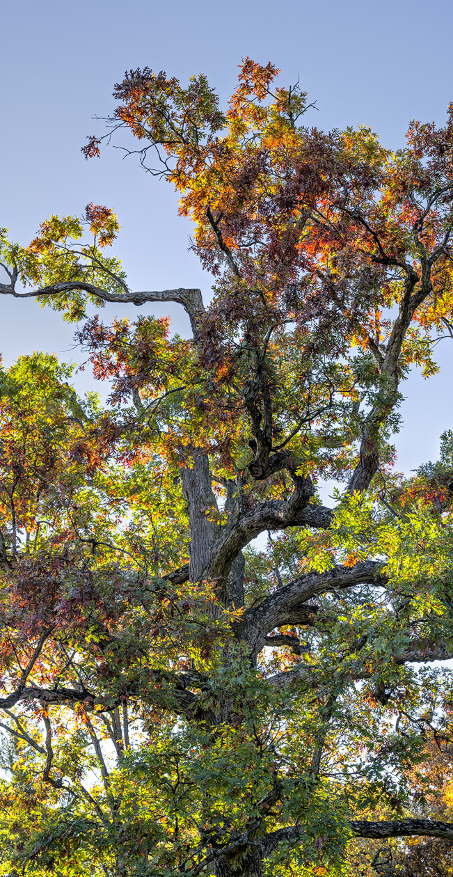 Coloring the Oaks II