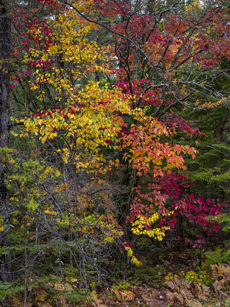Colors of the Northwoods II