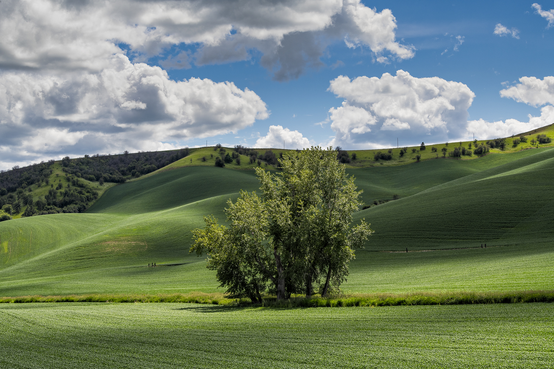 Columbia County Afternoon