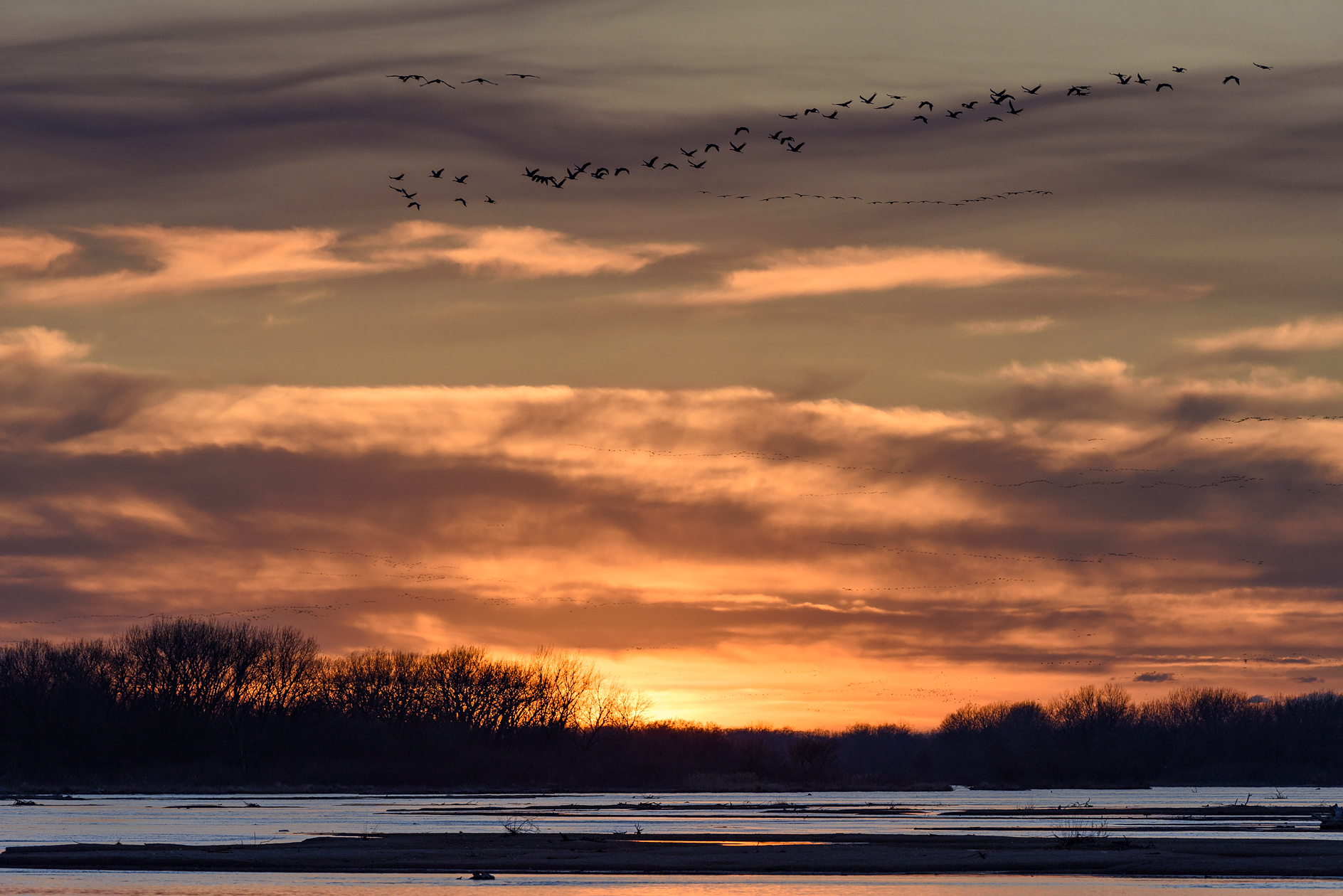 Comming Home to Roost III