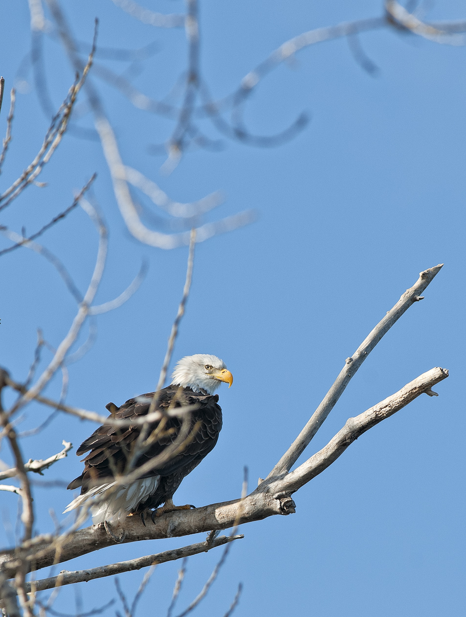 Contemplating Breakfast