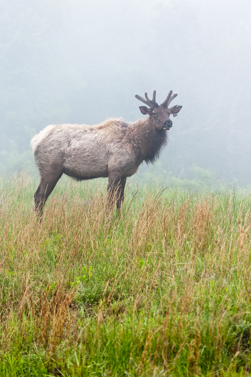 Contemplating the Morning