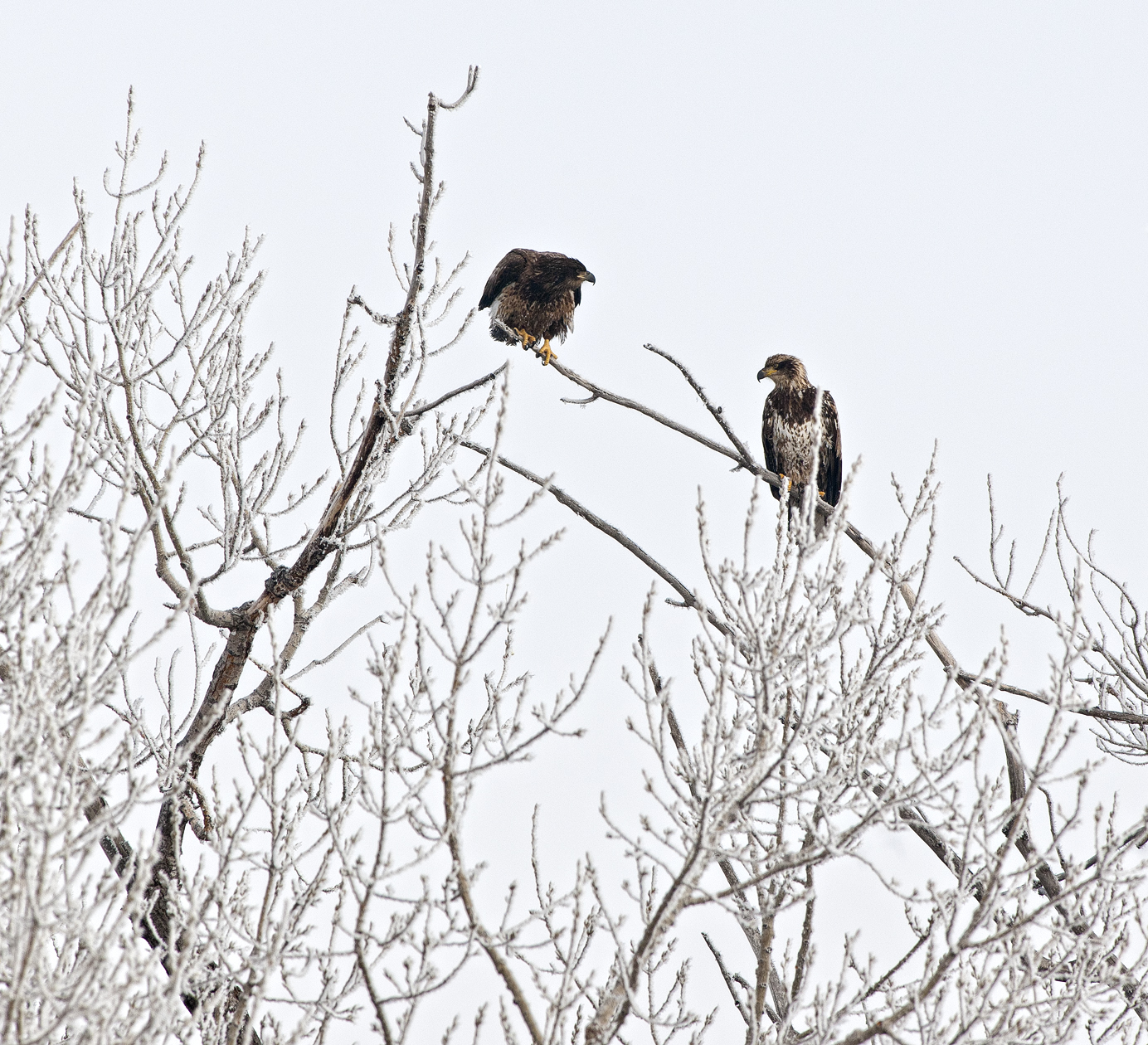 Contentious Behavior