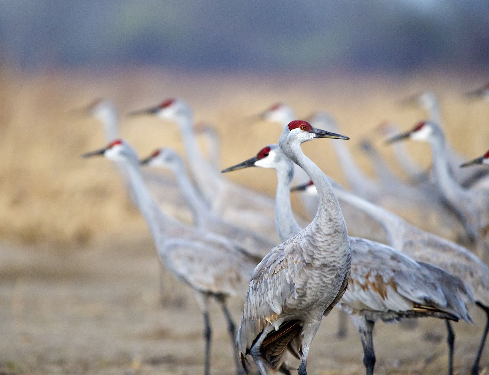 Contrary to Popular Opinion