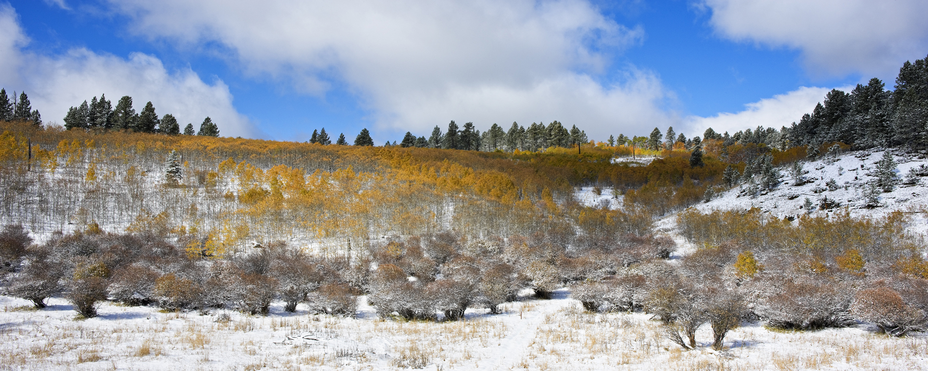 Contrasting Viewpoints