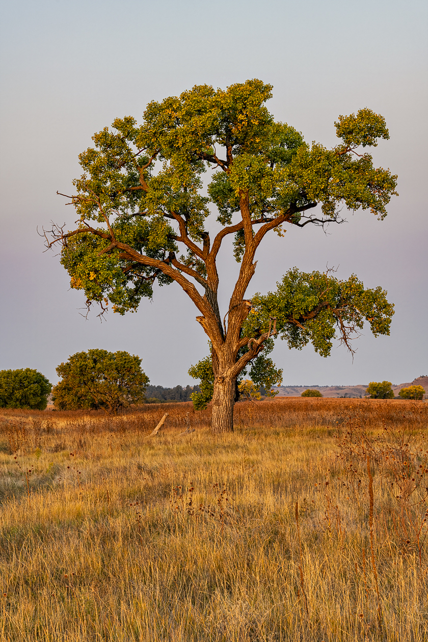 Cottonwood Morning