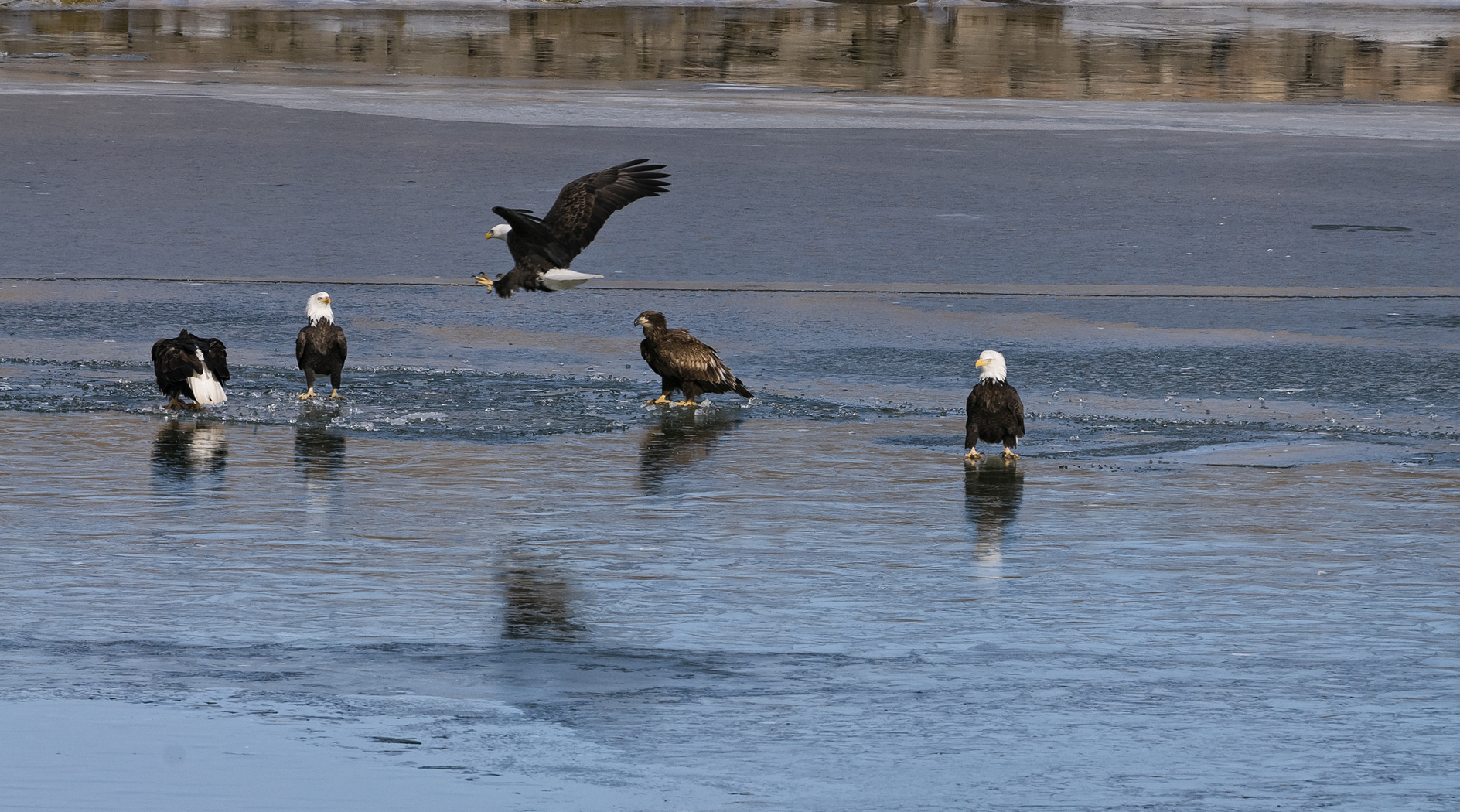 Crowding the Lunch Line