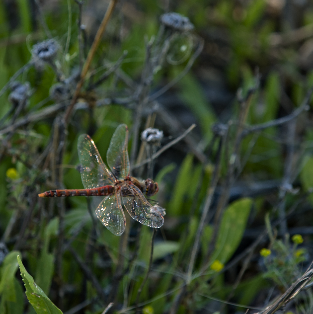 Cruising at Low Altitude