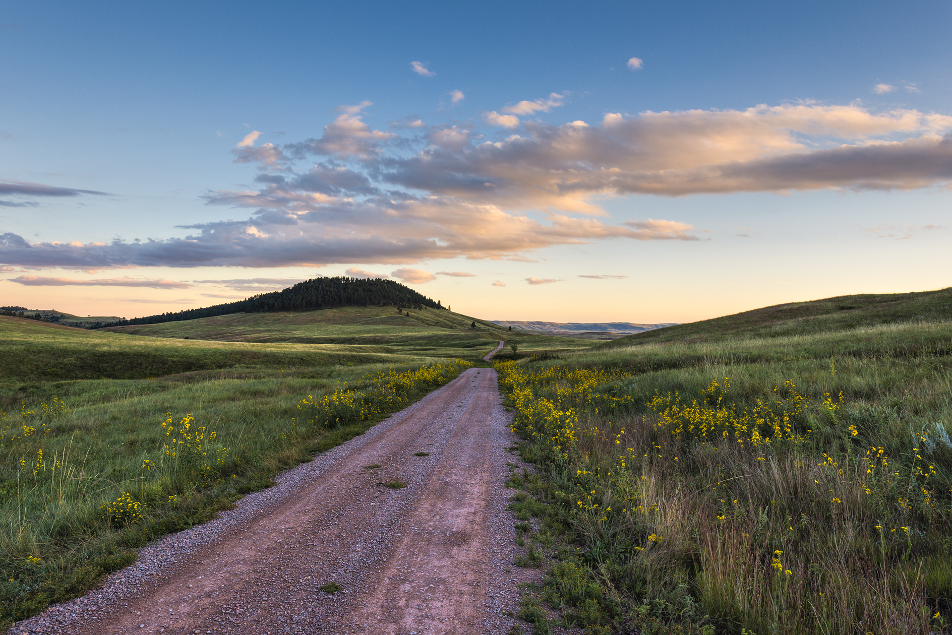 Custer State Park Evening