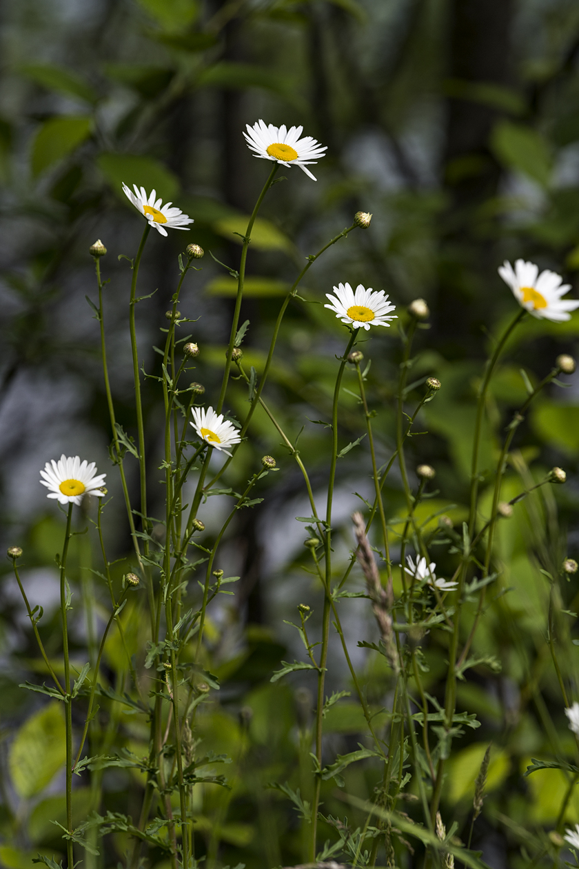 Dabbling in Daisies
