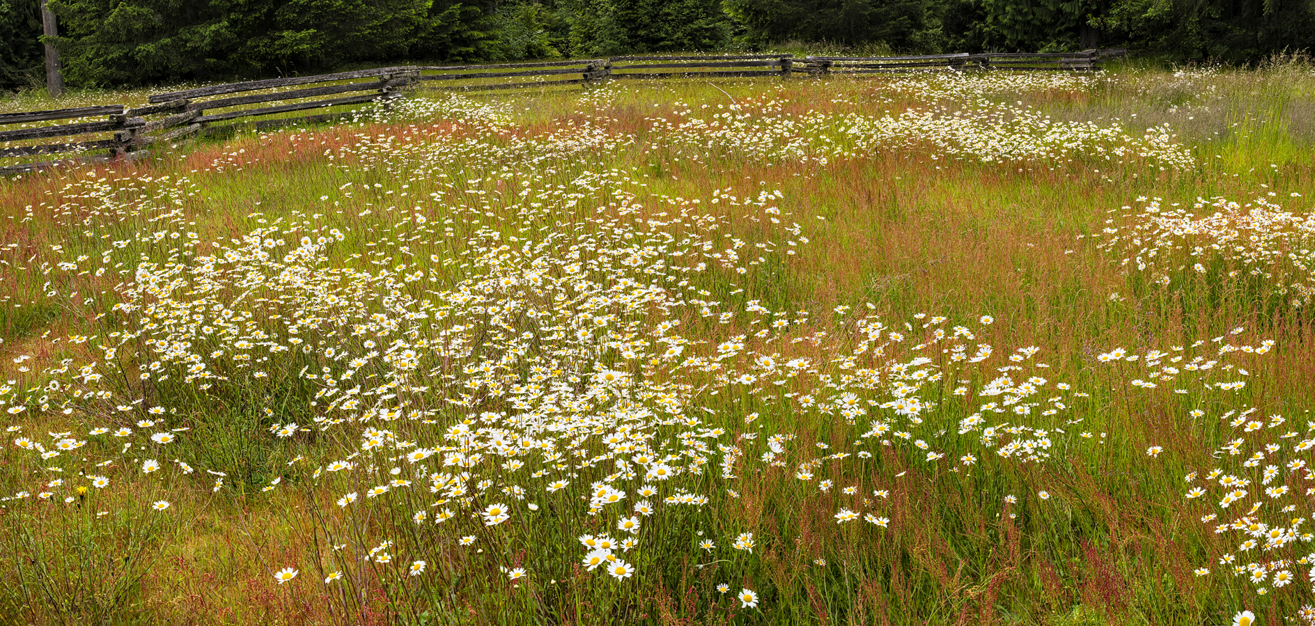 Dabbling in Daisies II