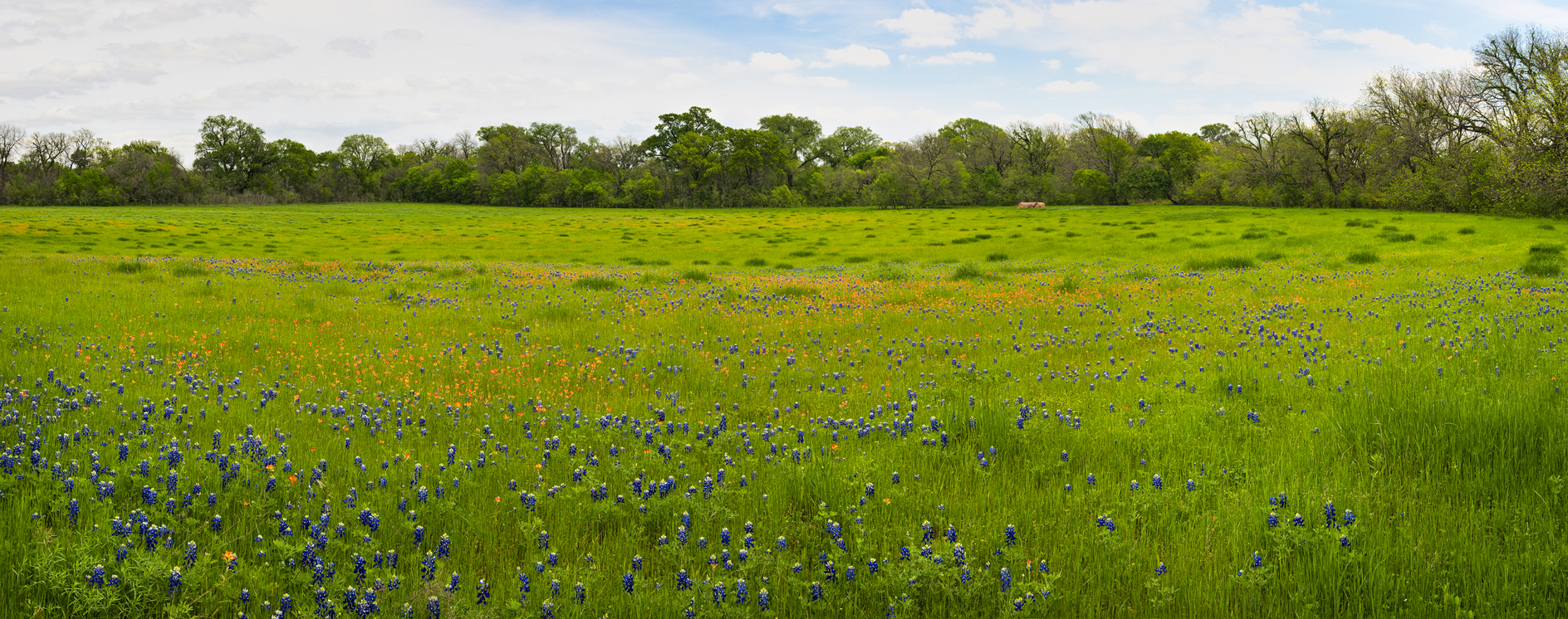 Dallying in a Spring Meadow