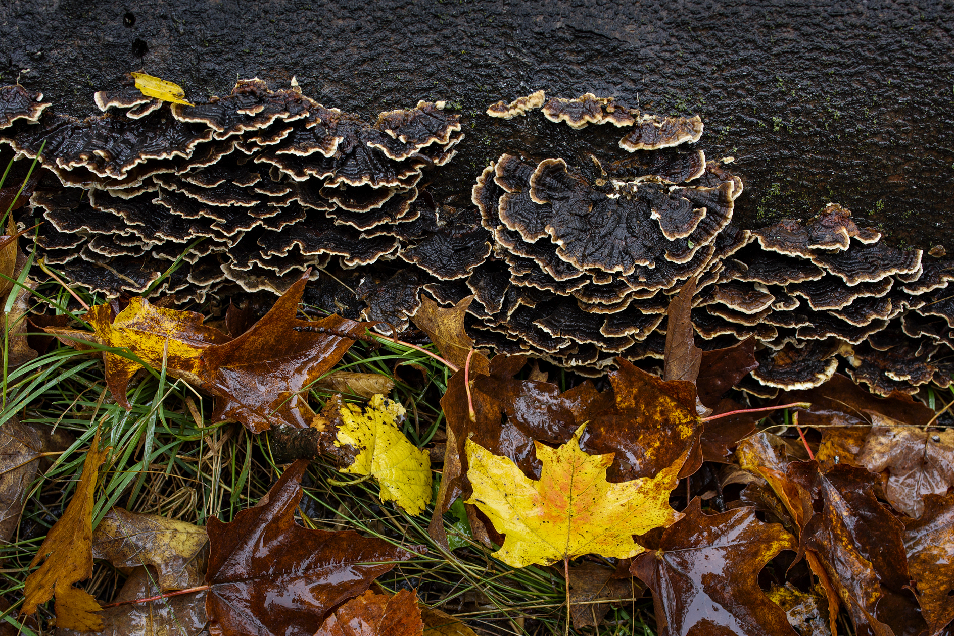 Deconstructing the Forest