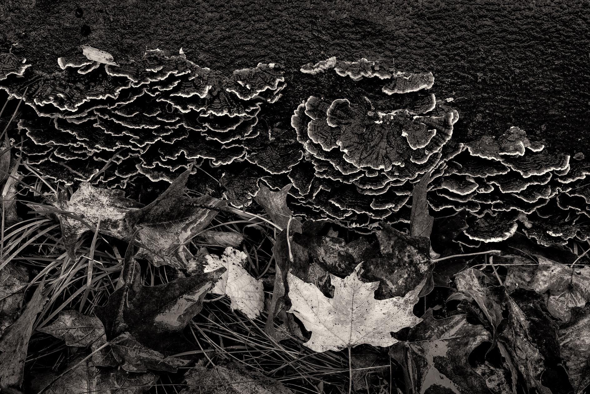 Deconstructing the Forest II