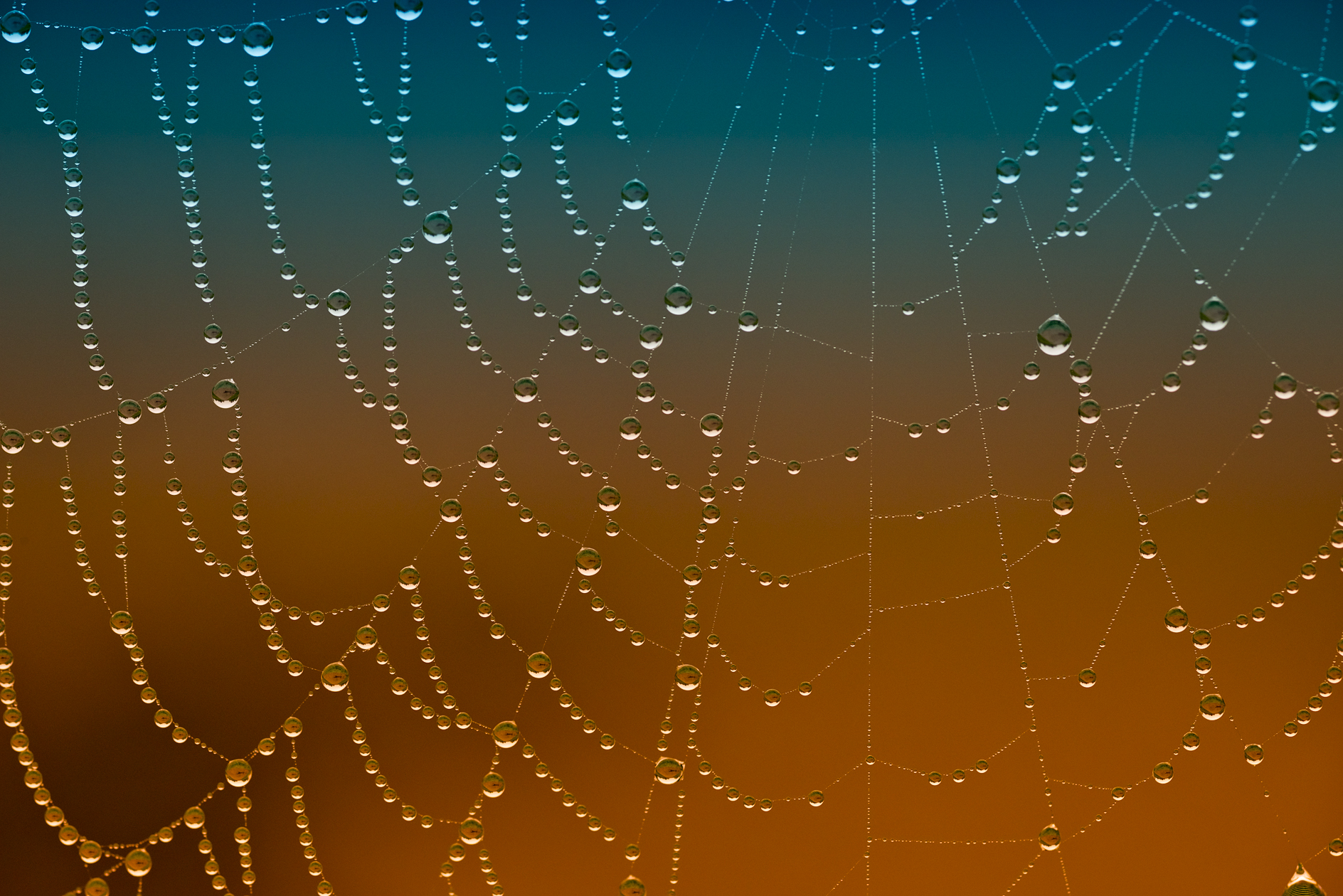 Dew on the Web