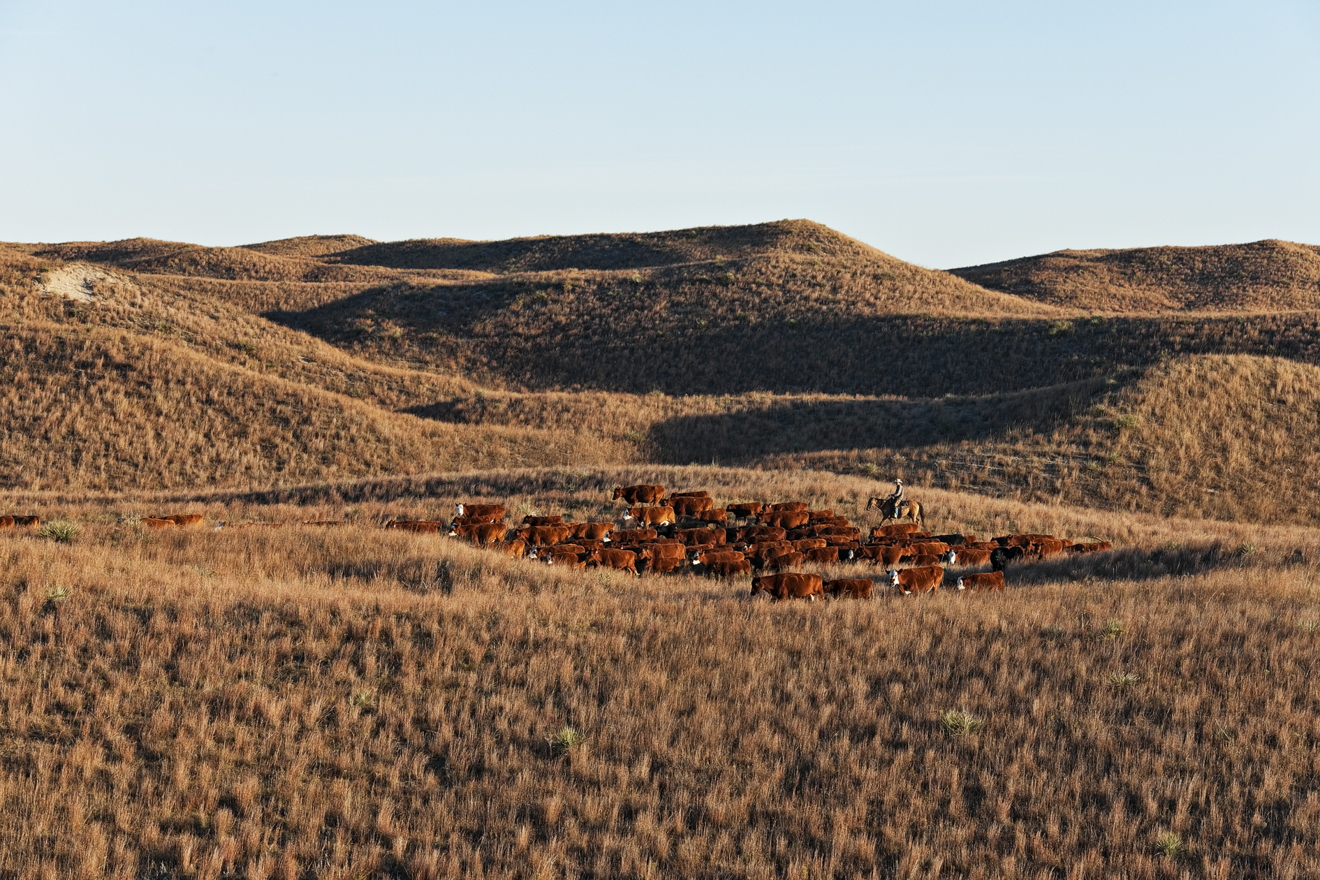 Diamond in the Rough