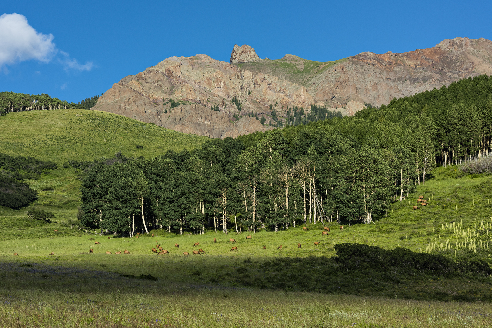 Dining on the Meadow