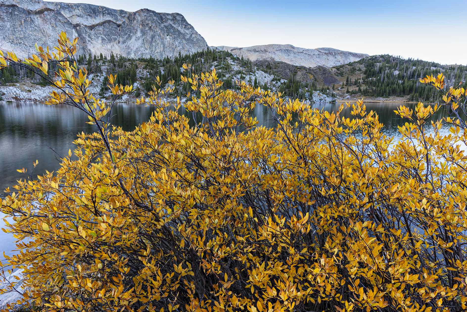 Discovered Gold in the Hills