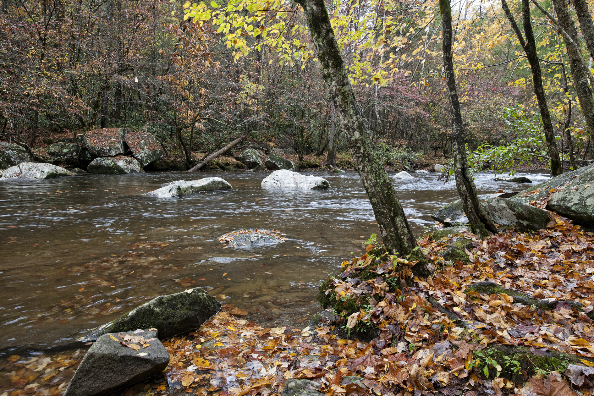 Distributing Leaflets