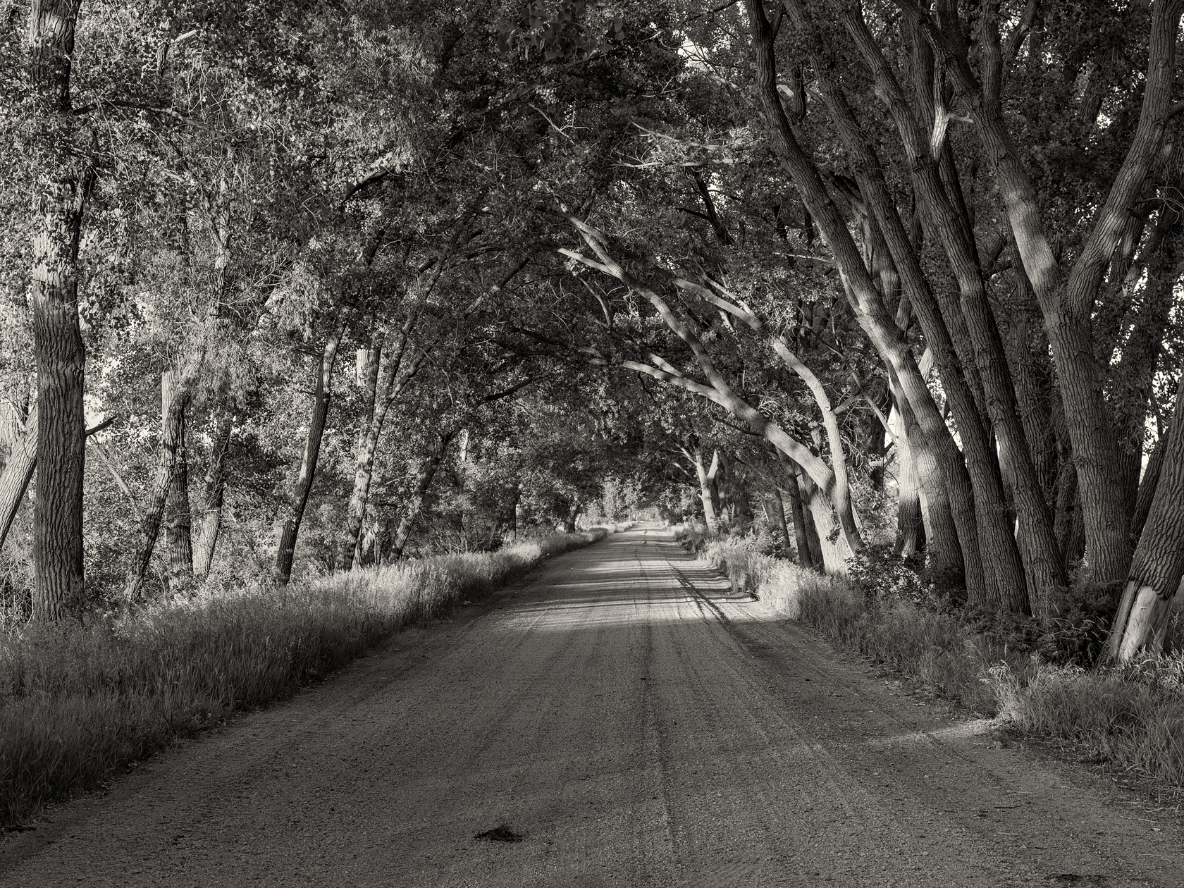 Down a Shady Lane II