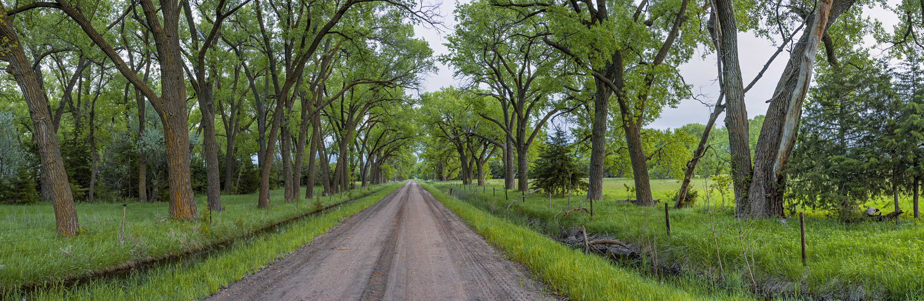 Down Cottonwood Lane