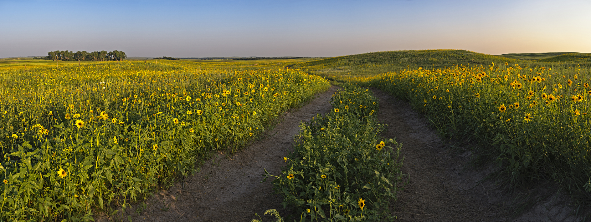 Down Sunflower Lane II