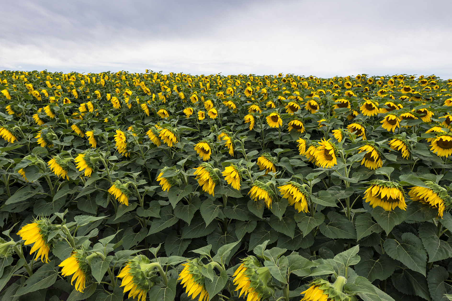 Downcast and Overcast