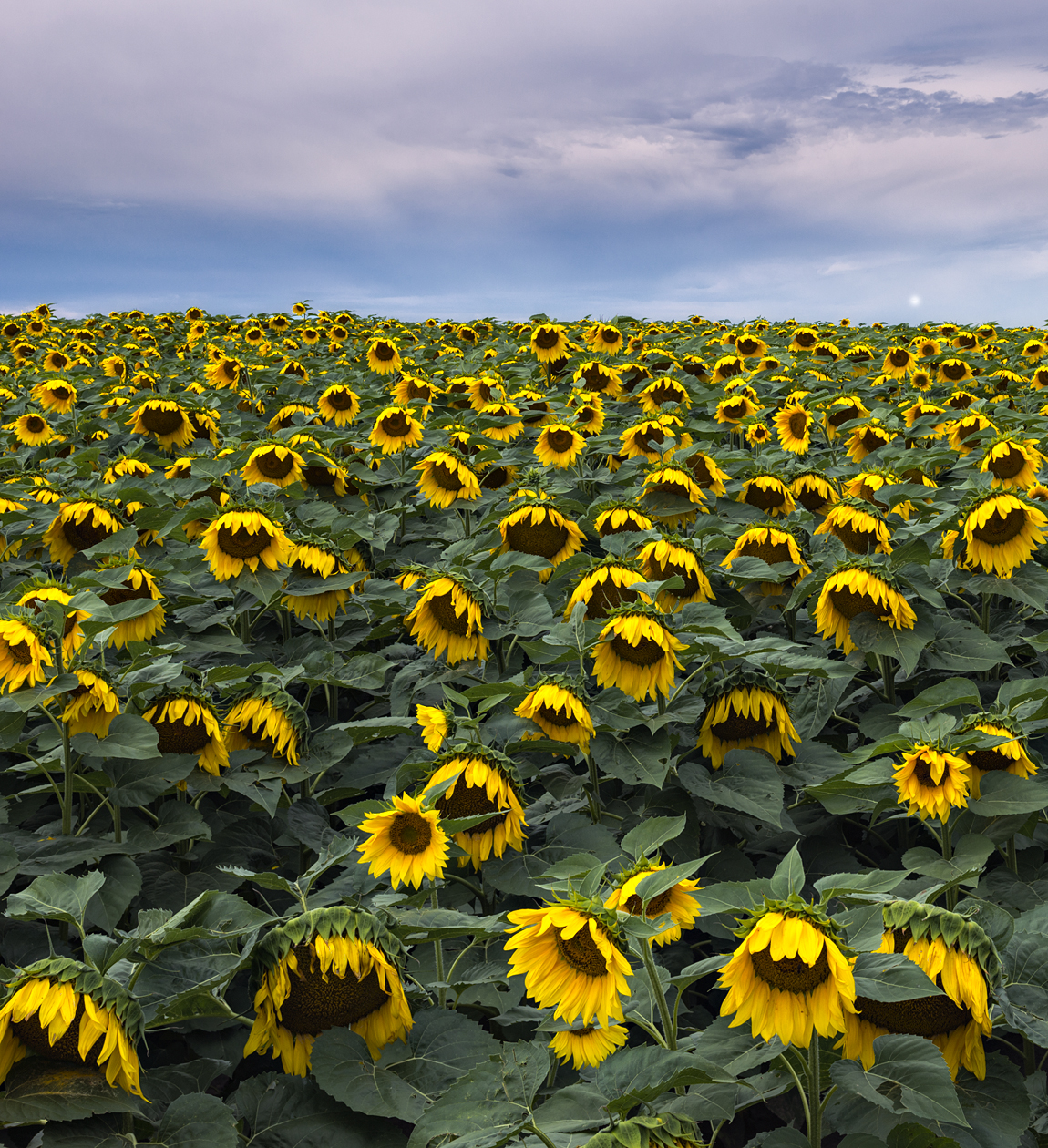 Downcast and Overcast II