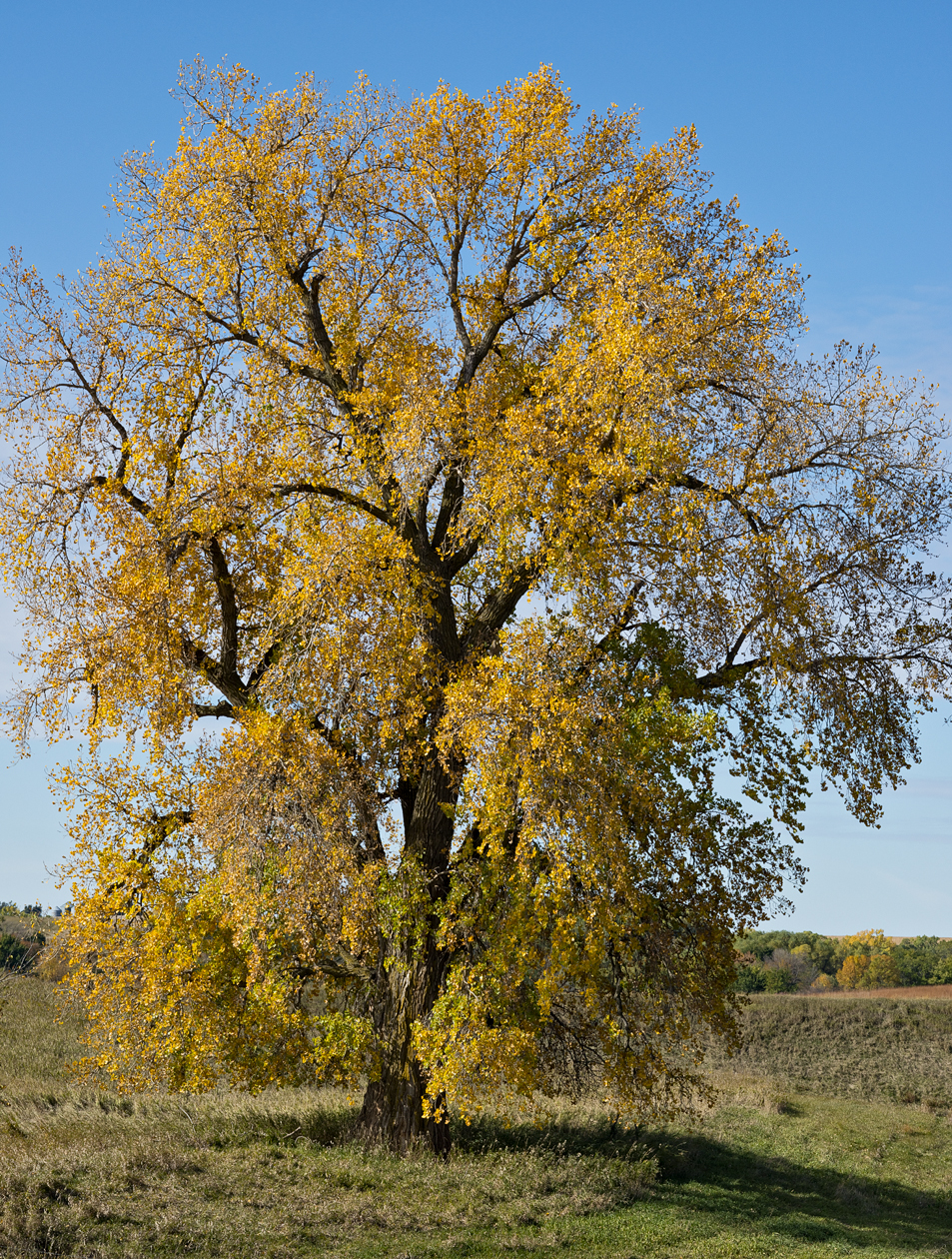 Dressed for the Season