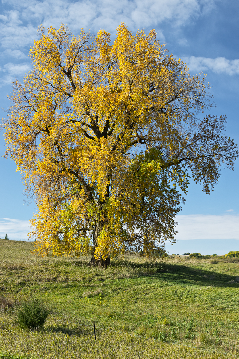 Dressed for the Season III