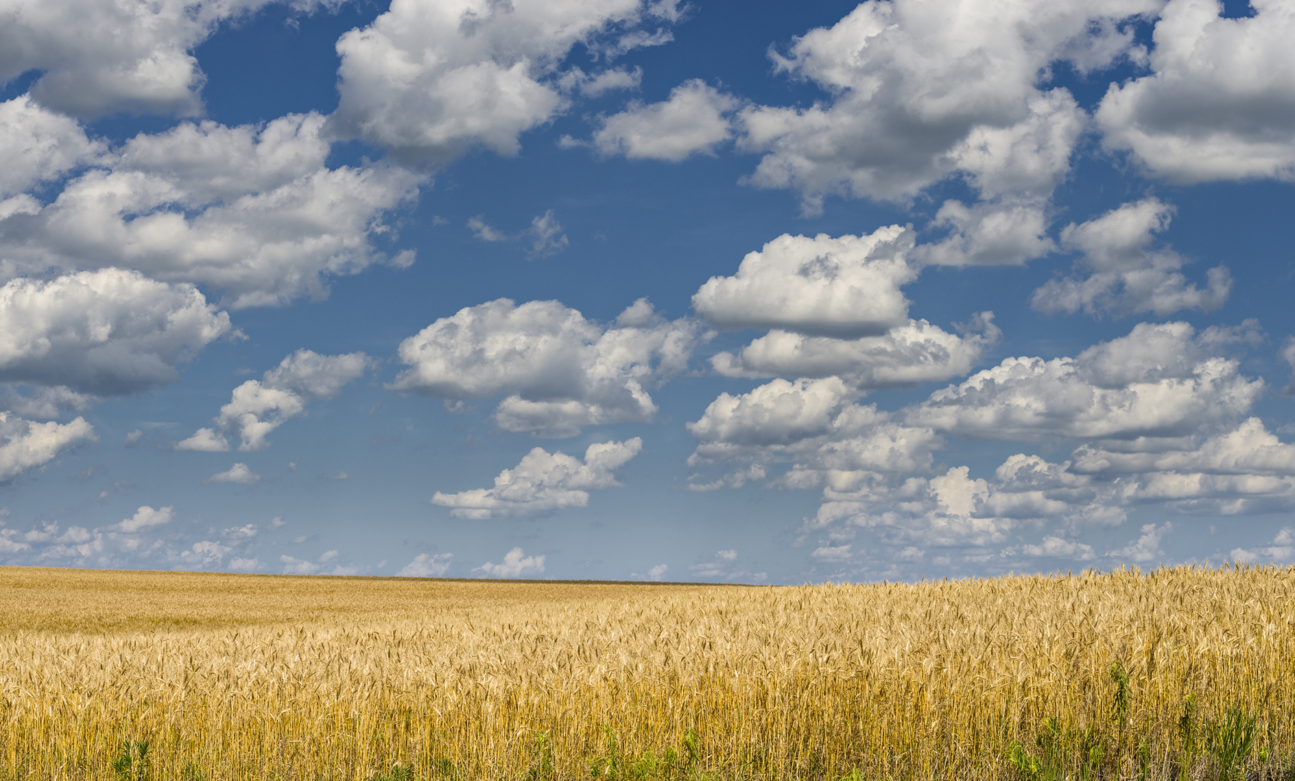 Drifting Over a Golden Sea