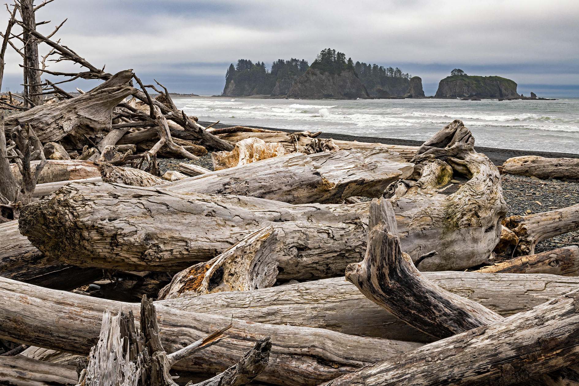 Driftwood Extravaganza