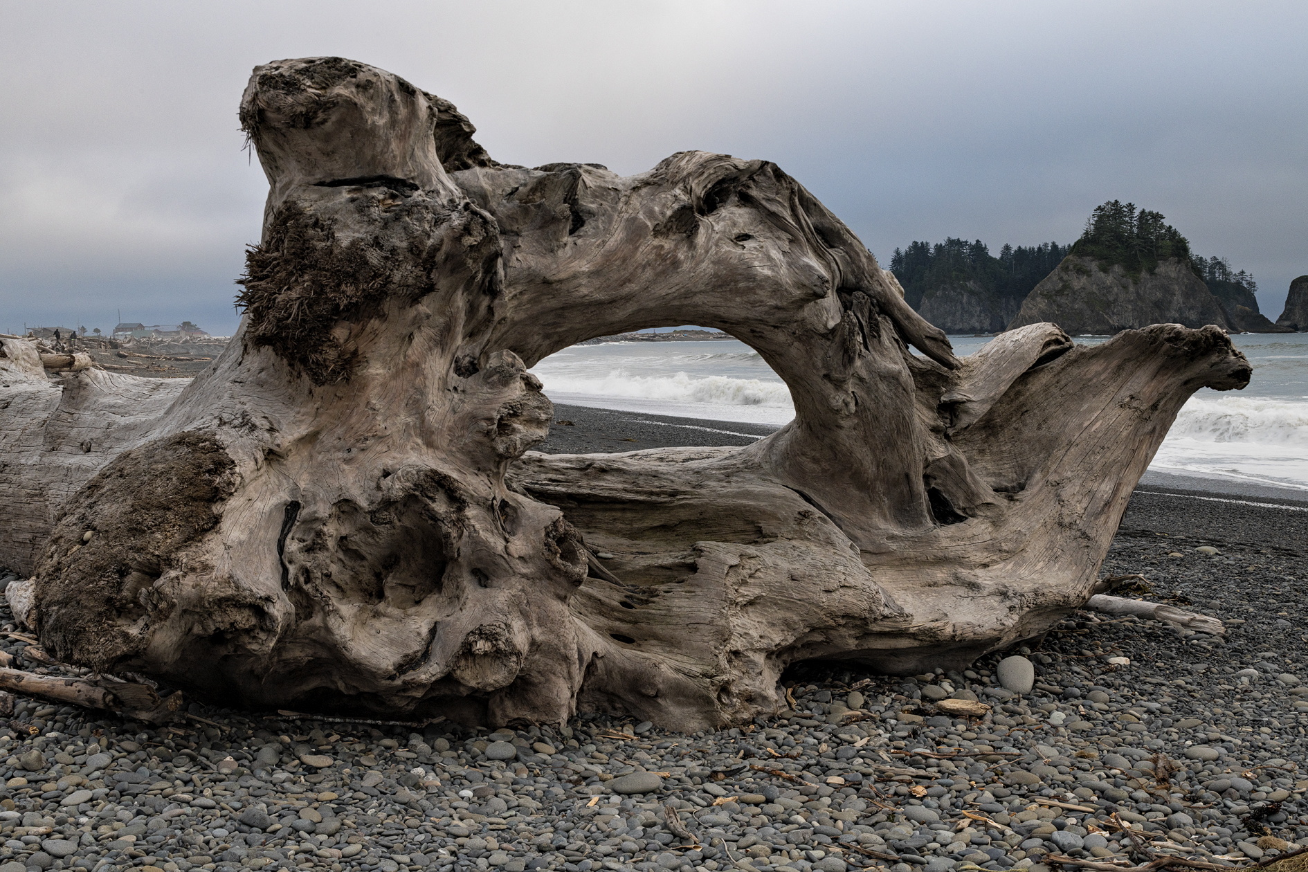 Driftwood Extravaganza II
