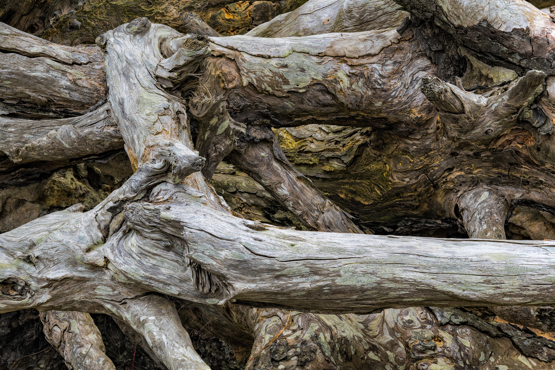 Driftwood Extravaganza III