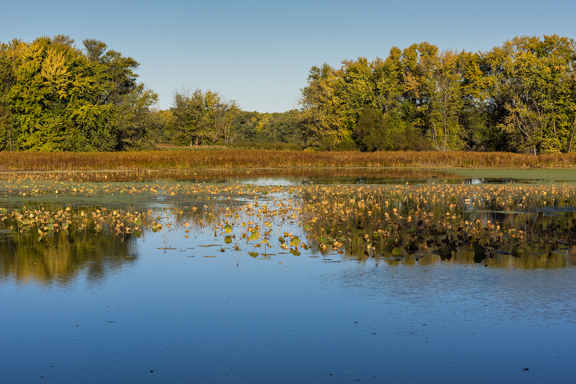 Duck Hunters Habitat