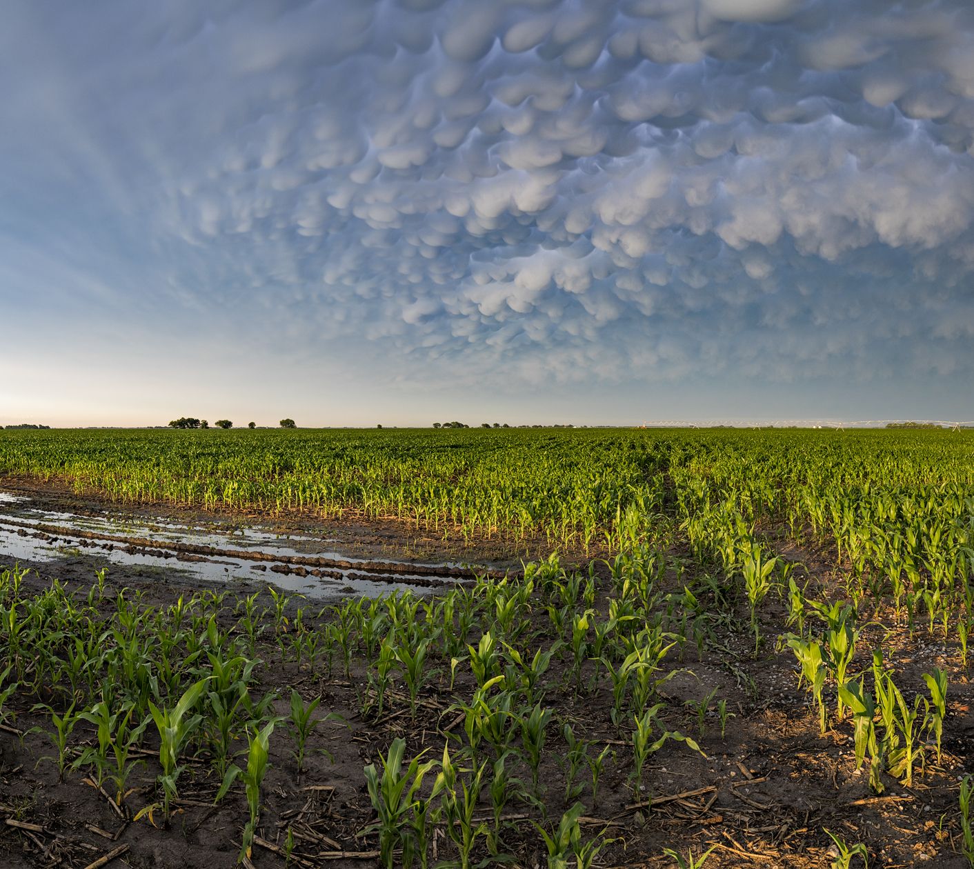 Early Corn Evening II