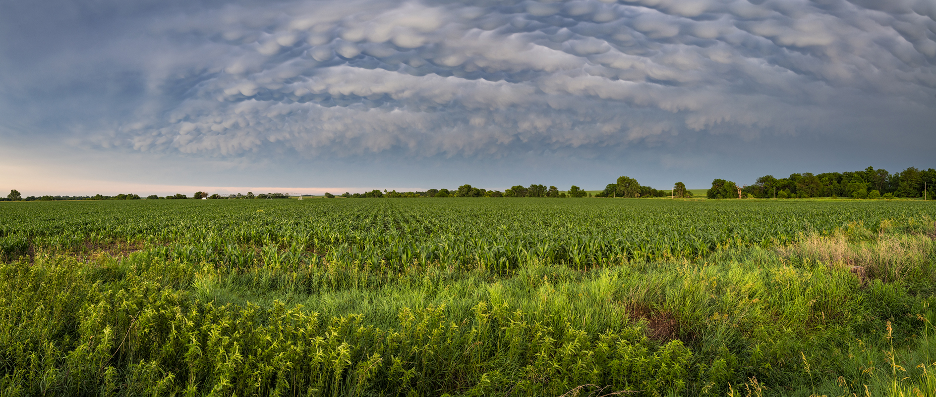 Early Corn Evening III